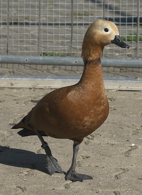 面实力上依
