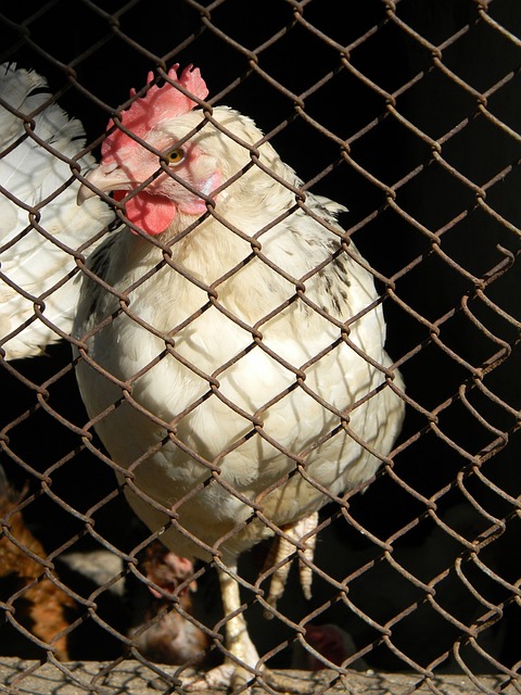 的安排应该 的安排应该